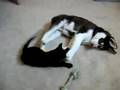 It's Kitty's toy 2!