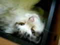 Purrrrrrdy Kitty