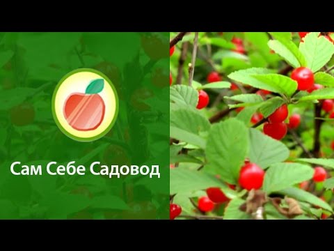 YouTube Трейлер