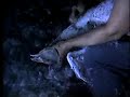 Plucked Alive: The Torture Behind Down