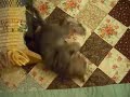 Kitten\ Kitten\