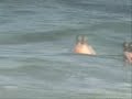 Shark Attack Shark Attack