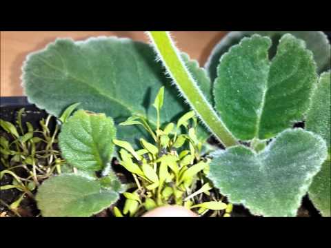 how to grow gloxinia