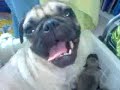pug\