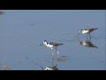 American Avocet & Black--necked Stilt at Bombay Hook NWR