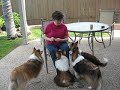 Four Shelties, One Treat