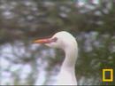 Little Egret Head Shot\ Little Egret Head Shot\