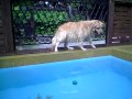 ������swim �����α���� �ڥ󥷥�󥷡��ס�:YouTube������=1��