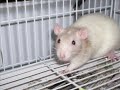 i-goodsearch-for-critter-camp-exotic-pet-sanctuary.html