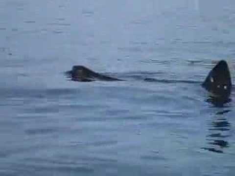 Basking shark feeding off the ...