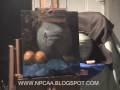 In The Studio with Les Castellanos \" Vase and Oranges\"
