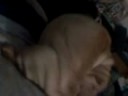 mi shar pei brisa ladrandome mi shar pei brisa ladrandome