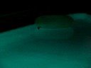 Bat flying around pool