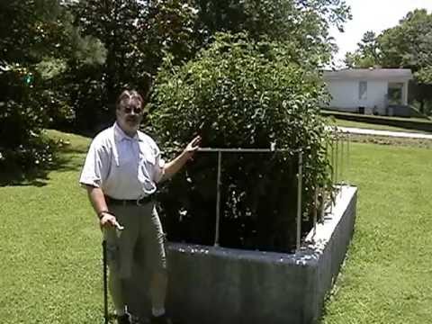 how to grow over 6 feet