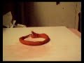 clay morph #1 clay morph #1
