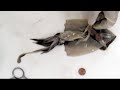 Disecci�n de un cefal�podo