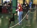 Doberman Novice Puppies - Axel and Murphey