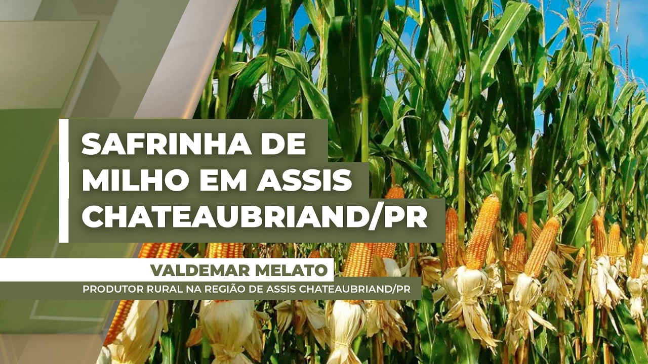 Chuvas chegam à Assis Chateaubriand/PR e melhoram condições de desenvolvimento da safrinha de milho