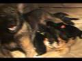 T Litter @ 2 Wks