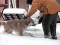 Buddy in Snow