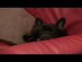 フレンチブル(ダン) french bulldog(dan) 16