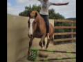17HH horse being BROKE, his progress over 12 weeks.