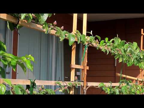 how to grow espalier fruit trees