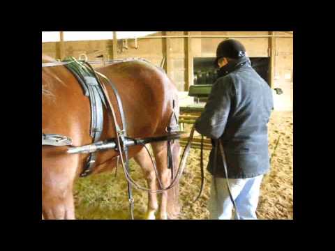 how to hitch two horses to a wagon