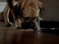 Dog Beer Commercial
