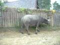 Buffalo standing in my way.avi