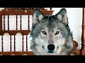 A increíble história da vovozinha e o lobo mau