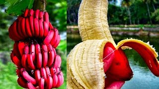 Khmer Documentary - Top 10 Fruits You've Never Heard Of 