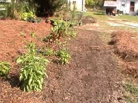 how to transplant yellow squash