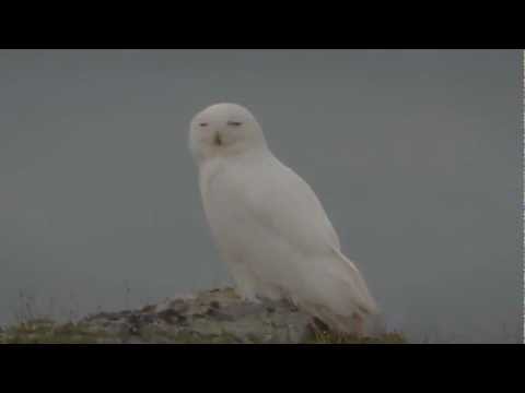 Fjälluggla - Once in a while, often with many years in between, Snowy owls appear in their breeding grounds. If the lemming population is high enough, they may breed, oth...
