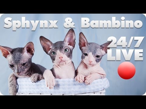 Sphynx and Bambino Kitten Live Cam