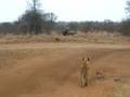 Lion Cub Akila and Rhinos