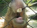 カピバラのアピール　Aki the Capybara