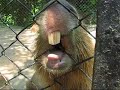 ??????????Aki the Capybara