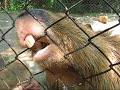 カピバラのアピール　Aki the Capybara