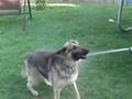 German shepherd vs. water hose