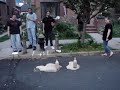 Diet pepsi , diet coke and mentos
