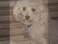 Bichon Frise Cutest Puppies Bichon Frise Cutest Puppies