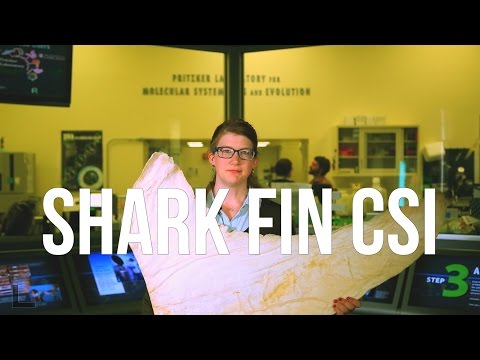 Shark Fin CSI