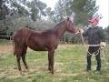 Prince Silver King quarter horse à 9 et 10 mois Prince Silver King quarter horse à 9 et 10 mois