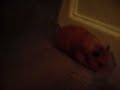 Fatty the hamster - July 2007