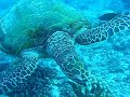 2eme plongee a Moorea rencontre avec Janine 29dec