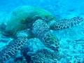 2eme plongee a Moorea rencontre avec Janine 29dec