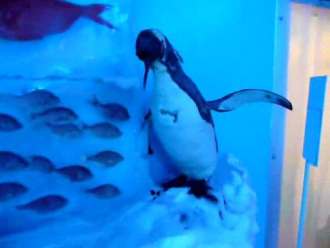 En Japón hay un acuario de peces congelados