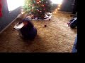 My son bouncin around