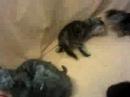 chatons 3
